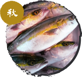 ヒラマサ