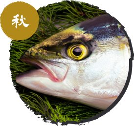ハマチ