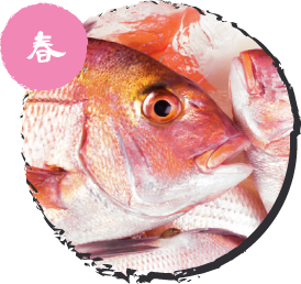 真鯛