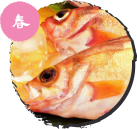 メバル