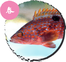 アコウ