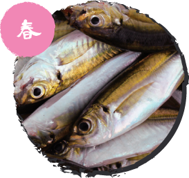 マアジ