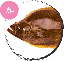 ヒラメ