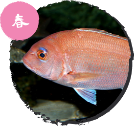 チダイ