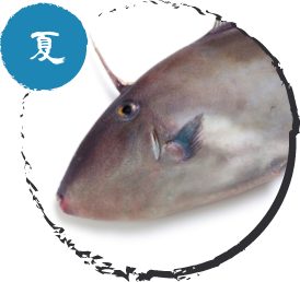 ウマヅラハギ