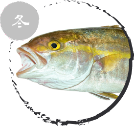 カンパチ
