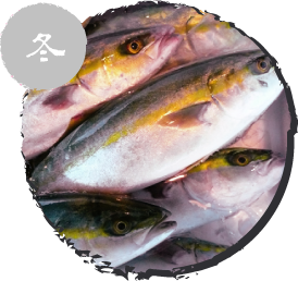 ヒラマサ