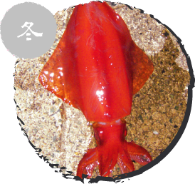 タルイカ