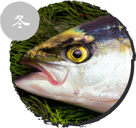 ハマチ